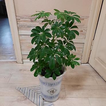 шеффлера: Комнатные растения в декоративных горшках: 1) Шеффлера (Schefflera — 2