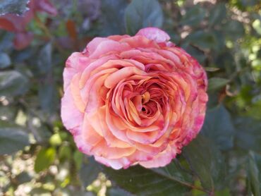 Садовые цветы и кустарники: Садовые розы — срезочные и для посадки Описание: - Разновидности — 16