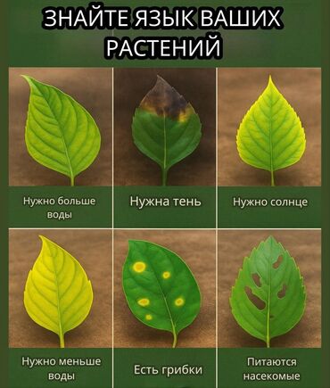 Фикусы: Срочно срочно не дорого каждая по 1500 сомов. Продаю комнатные — 9