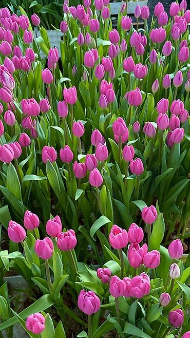 Букеты из живых цветов: Тюльпаны — предзаказ - Срезанные тюльпаны из теплицы, аккуратные at lalafo.kg — 18 Букеты из живых цветов: Тюльпаны — предзаказ - Срезанные тюльпаны из теплицы, аккуратные — 18