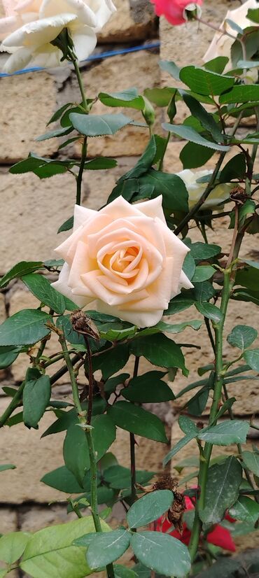 Həyət evləri və villaların satışı: Mehdiabad 4 otaqlı, 140 kv. m, Kredit yoxdur, Yeni təmirli -da lalafo.az — 12 Həyət evləri və villaların satışı: Mehdiabad 4 otaqlı, 140 kv. m, Kredit yoxdur, Yeni təmirli — 12