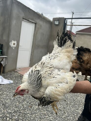 Cücələr: Toyuq cücələri, Damazlıq