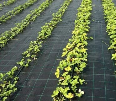 Baštenski alati i oprema: Agrotekstil folija PP za malc, kamen oblutak-tkana. Agrotekstil ili — 9