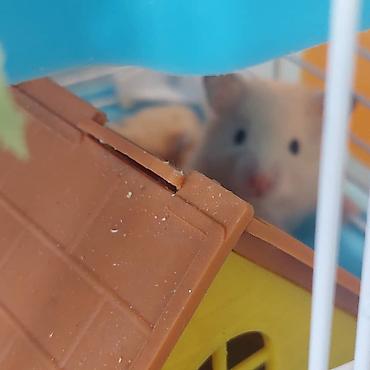 Зоотовары: Клетки очень дешево. распродаю остатки. цены от 500 до 1200 сом — 16