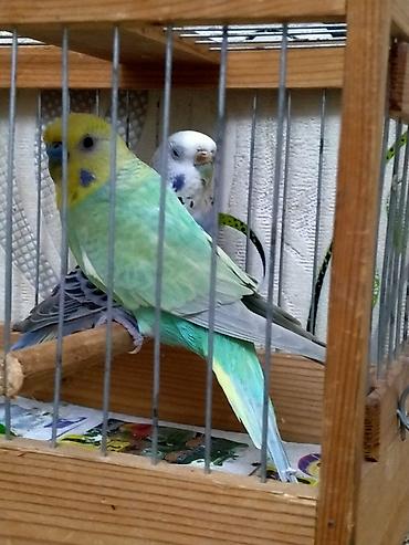 bala pitbul: Salam. Spengel cutluyu satilir. 10 ayliqdilar. Tam bala vermeye hazir — 3