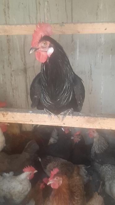 etlik cuceler: Toyuq, Damazlıq — 3