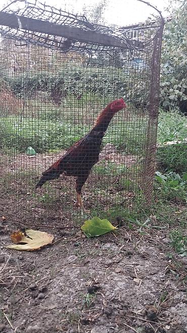 boynu yoluq: Becenin cinsine tam arxayin ellewdirmey olar BARTER olunur 1 yaw — 1