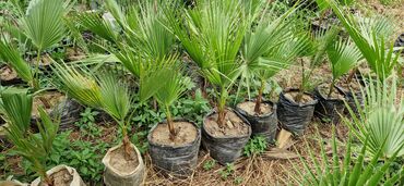 mal dili bitkisi: Vaşınqton palma ağacları satılır qiymətlər palmaya görə dəyişir 6