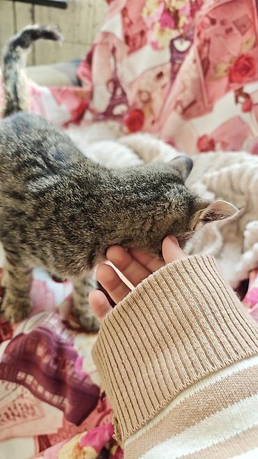 хочу котёнка: Кошка даром: Беспородная, 2 месяца, Девочка — 3