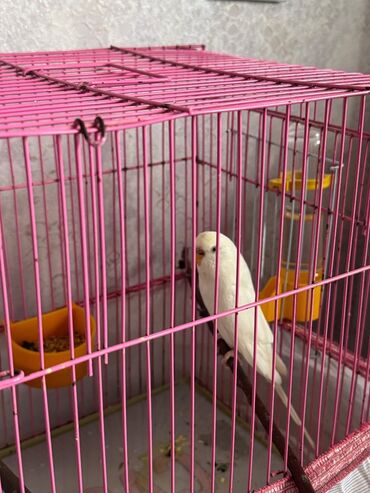 Bülbüllər: 1 cut vistivka ve cut valnis papuqay hazir cavan cutlerdi — 4