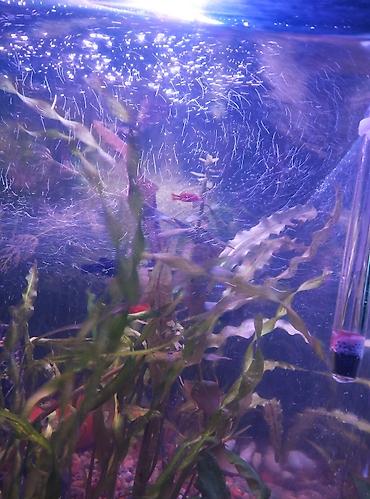 Аквариумы: Продаю аквариум полный комплект параметры: 51 см длина,высота 34 — 9