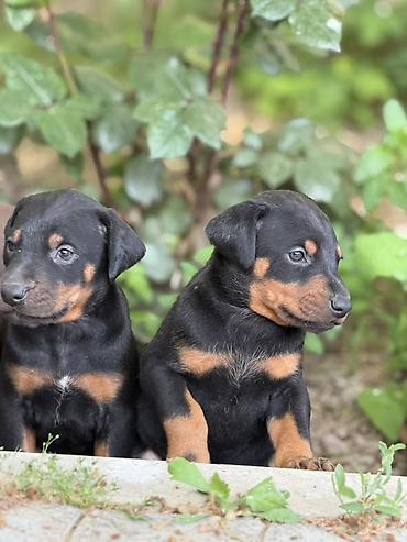 İtlər: Doberman, 1 ay, Ünvandan götürmə — 2