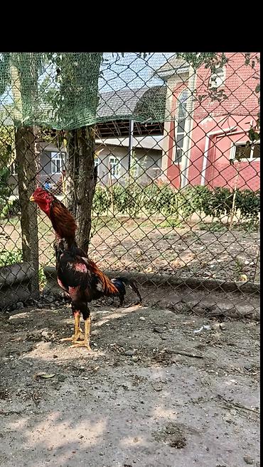 Kənd təsərrüfatı quşları: Qiymət Birinə Aiddi Real İstiyənə Endirimdə Eləməy olar iki ədəd — 4