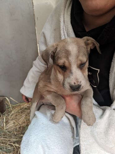 Отдам даром собаку: Щенки метисы, короткошёрстные, среднего предполагаемого размера. Окрас — 4