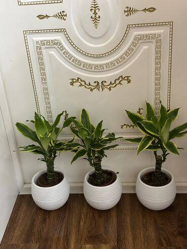 Другие комнатные растения: Комнатные цветы at lalafo.kg — 14 Другие комнатные растения: Комнатные цветы — 14