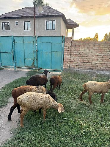 Баран, овца: Продаю | Ягненок | На забой — 2