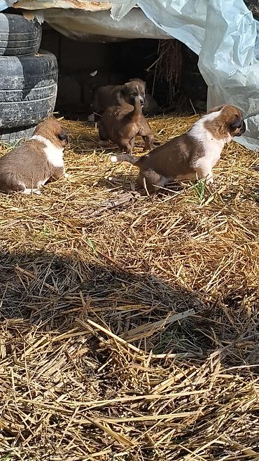 İtlər: Qafqaz çoban iti — 6