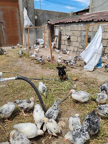 İtlər: ‼️ Təcili Satılır ‼️ Zvanok təmiz cins 3 aylıq Dişi Tam sağlam — 17