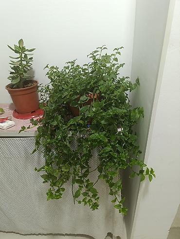 личинка карпа: Ампельное комнатное растение в пластиковом горшке - Пышные свисающие — 3