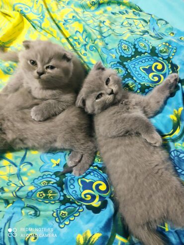 Pişiklər: Şotland, Erkək, Dişi, Ünvandan götürmə -da lalafo.az — 13 Pişiklər: Şotland, Erkək, Dişi, Ünvandan götürmə — 13