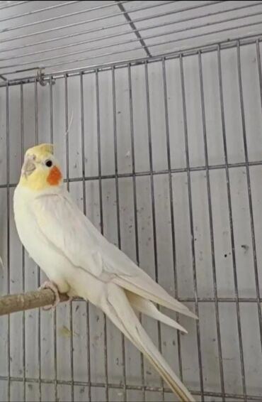 Tutuquşları: Cute hazir erek ve disi korellar hazir cutler ele orgetmek ucun bala — 3