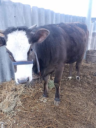 Коровы, быки: Продаю | Тёлка | На откорм, Для разведения — 2