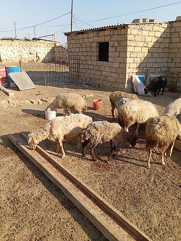 quzu qiyməti: Dişi, il: 3, 60 kq, Damazlıq — 2