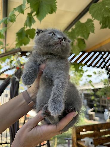 кошка майкун: Скотиш Фолд (Шотландская вислоухая), 2 месяца, Мальчик, Голубой, Приучена к лотку — 4
