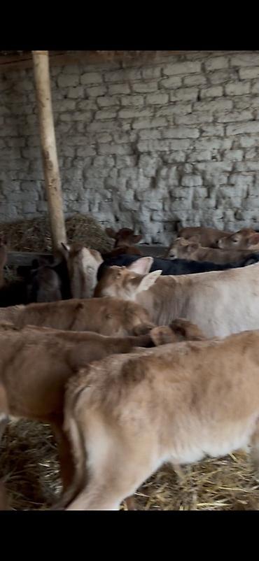 Dana, buzov: Satışda: dana balaları - Növ: yerli cins ətlik/südlük istiqamətə — 7