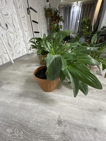 садовая мебель бишкек: Комнатные растения Цена за каждый цветок по вопросам звоните по номеру