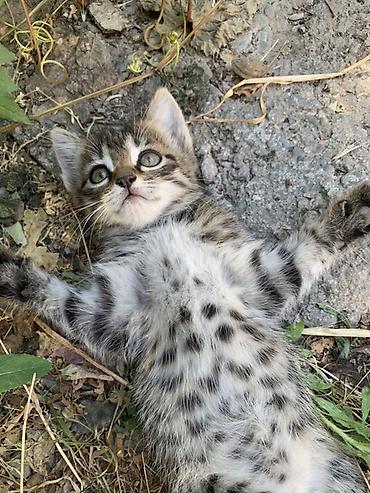 Кошки: Отдам 3-х месячных котят в хорошие руки. В лоток ходить умеют — 9