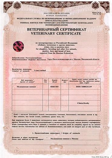 лизин: Медицинские пиявки (Hirudo), выращенные для гирудотерапии. Описание — 4