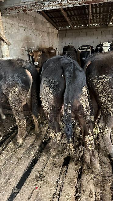 Коровы, быки: Продаю | Бык (самец) — 5