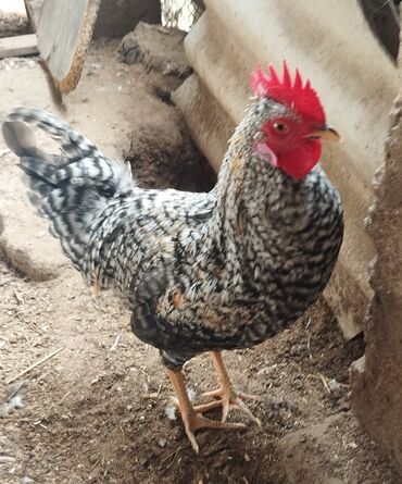 купить собаку в баку: Xarkov xoruzlari istənilən sayda var 8 ayliqdirlar Təsvir: basga