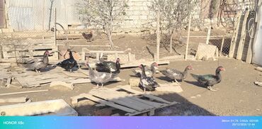 Ördəklər: Erkək, | Lal ördək, Ətlik, Ünvandan götürmə — 1