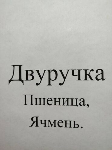 зерно ячмень: Уруктар жана көчөттөр Буудай