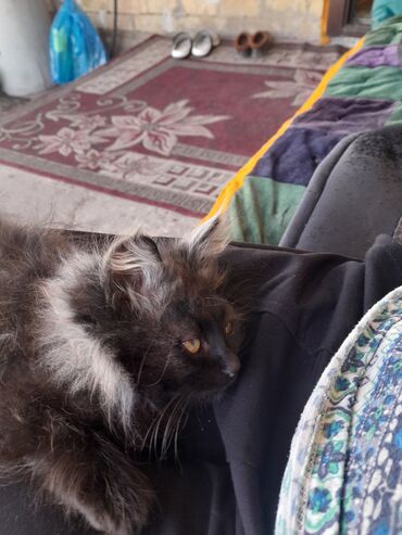 рыжий вислоухий кот купить: Мейнкун мальчик, 1,5 месяца привит проглистован