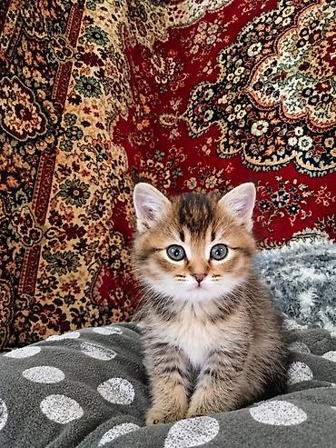 котенок скотиш страйт: Скотиш Страйт (Шотландская прямоухая), 1 месяц, Девочка, Золотая шиншилла, Метис, Приучена к лотку — 6