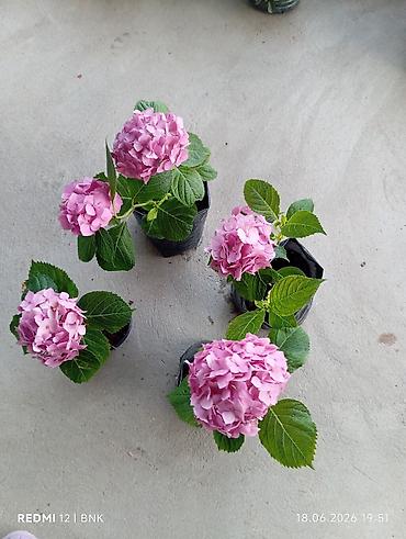 Çöl bitkiləri: Hortensiya (Hydrangea) – çəhrayı çiçəkli, saksıda/bəsləmə torbasında — 1