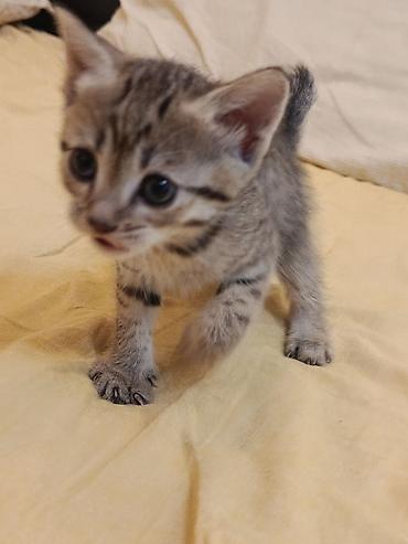куда можно отдать кошку в бишкеке: Кошка даром: Беспородная, 1 месяц, Девочка, Метис — 2