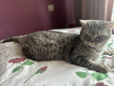 ирландские коты: Короткошерстный кот с полосатым серым окрасом. У кота круглая мордочка