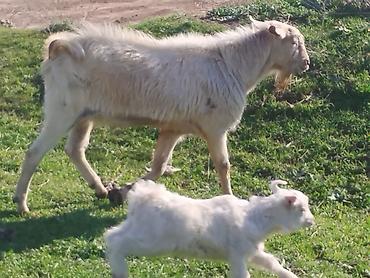 Козы, козлы: Продаю | Козёл (самец) | Для разведения | Племенные — 3