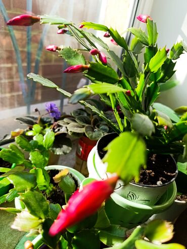 кустовые розы: Рождественский кактус (шлюмбергера, декабрист) в горшке. - Компактный