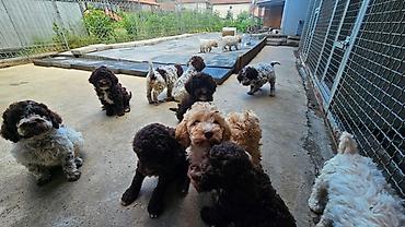 Psi: Lagotto Romagnolo štenci Dostupni štenci Lagoto Romanjolo od roditelja — 2