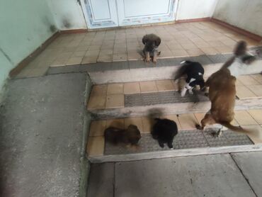 щенок алабая 2 месяца: Собака даром: Дворняжка, 2 месяца, Самец