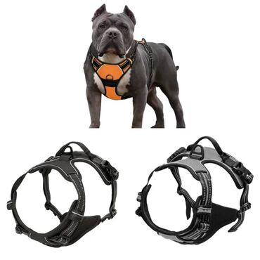 Зоотовары: ПРОДАЮ КОШАЧЬЮ МЯТУ(АНТИСТРЕСС),ПОРАДУЙТЕ СВОГО КОТИКА ТАКОЙ at lalafo.kg — 13 Зоотовары: ПРОДАЮ КОШАЧЬЮ МЯТУ(АНТИСТРЕСС),ПОРАДУЙТЕ СВОГО КОТИКА ТАКОЙ — 13