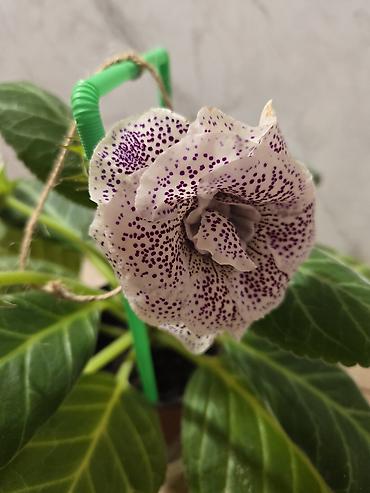 глоксиния цена: Глоксиния (Sinningia speciosa) в горшке Цветущие глоксинии Украшение — 10