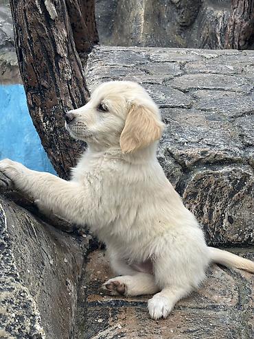 it satisi gence: Retriever — 5