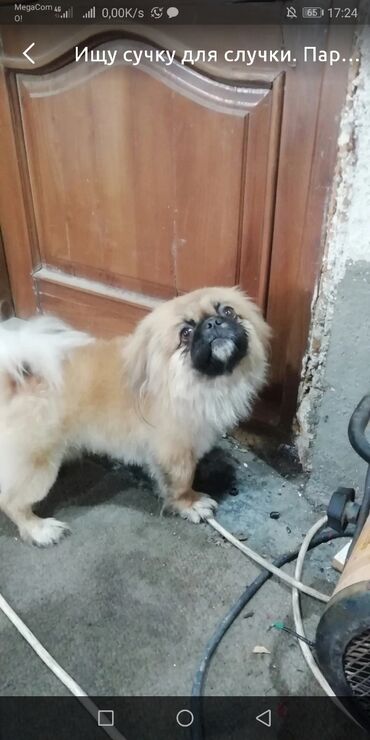 японская собака акита: Ищу сучку для случки. Парода Пикинес. Возраста 2года. Результат 100%