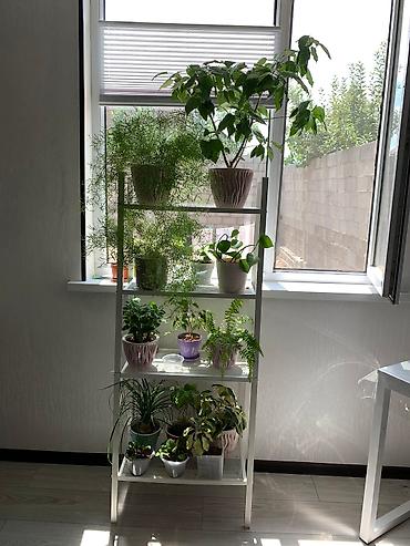 Китайская роза (Гибискус): Папоротник 650 сом китайская Роза гербера. Шефлера 150.сансевьера — 5